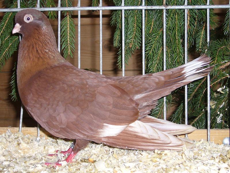 Kreisschau Coesfeld 2008 233.jpg - Tulaer Sternschwanztümmler rot von Waldemar Mielsch Preis HV 96 E